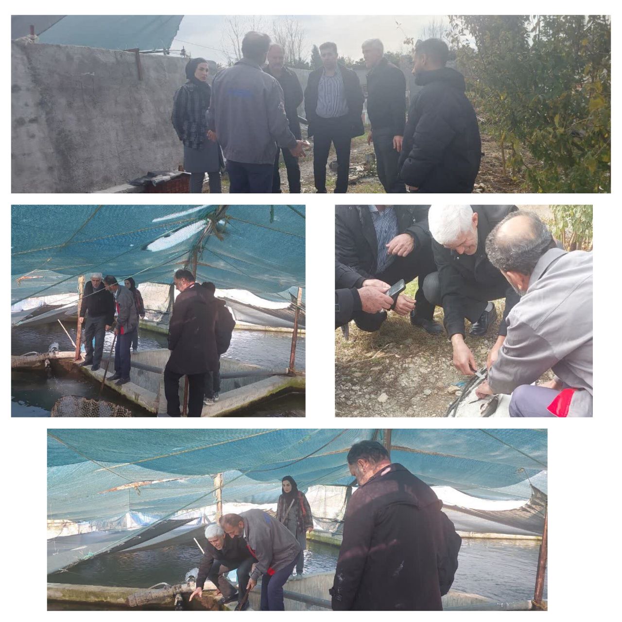 حمایت از تولید کنندگان خاویار، بازدید کارشناسان شیلات از مزارع شرق استان