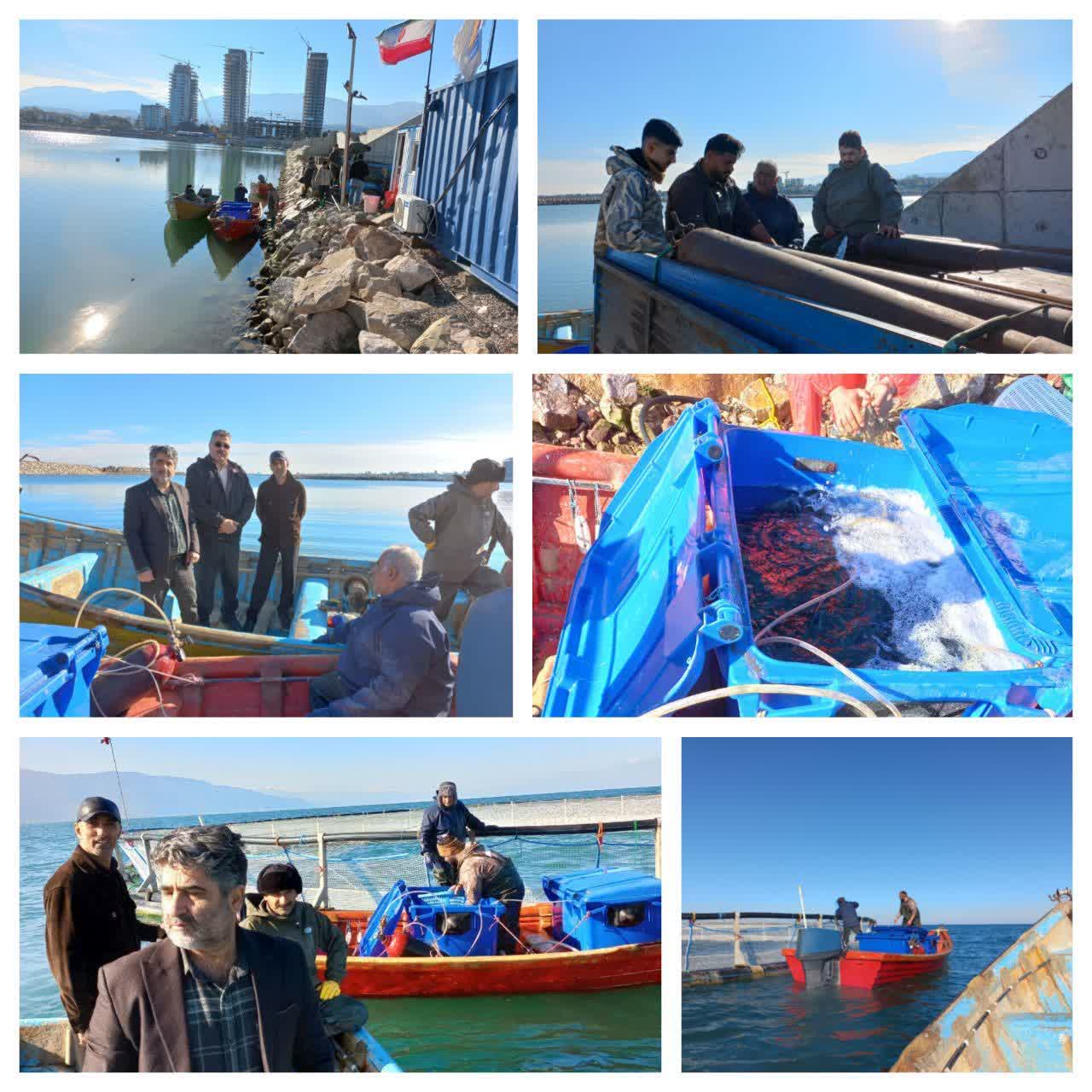 نخستین مزرعه قفس دریایی استان در سال ۱۴۰۴ وارد مرحله ماهی‌دار شدن شد