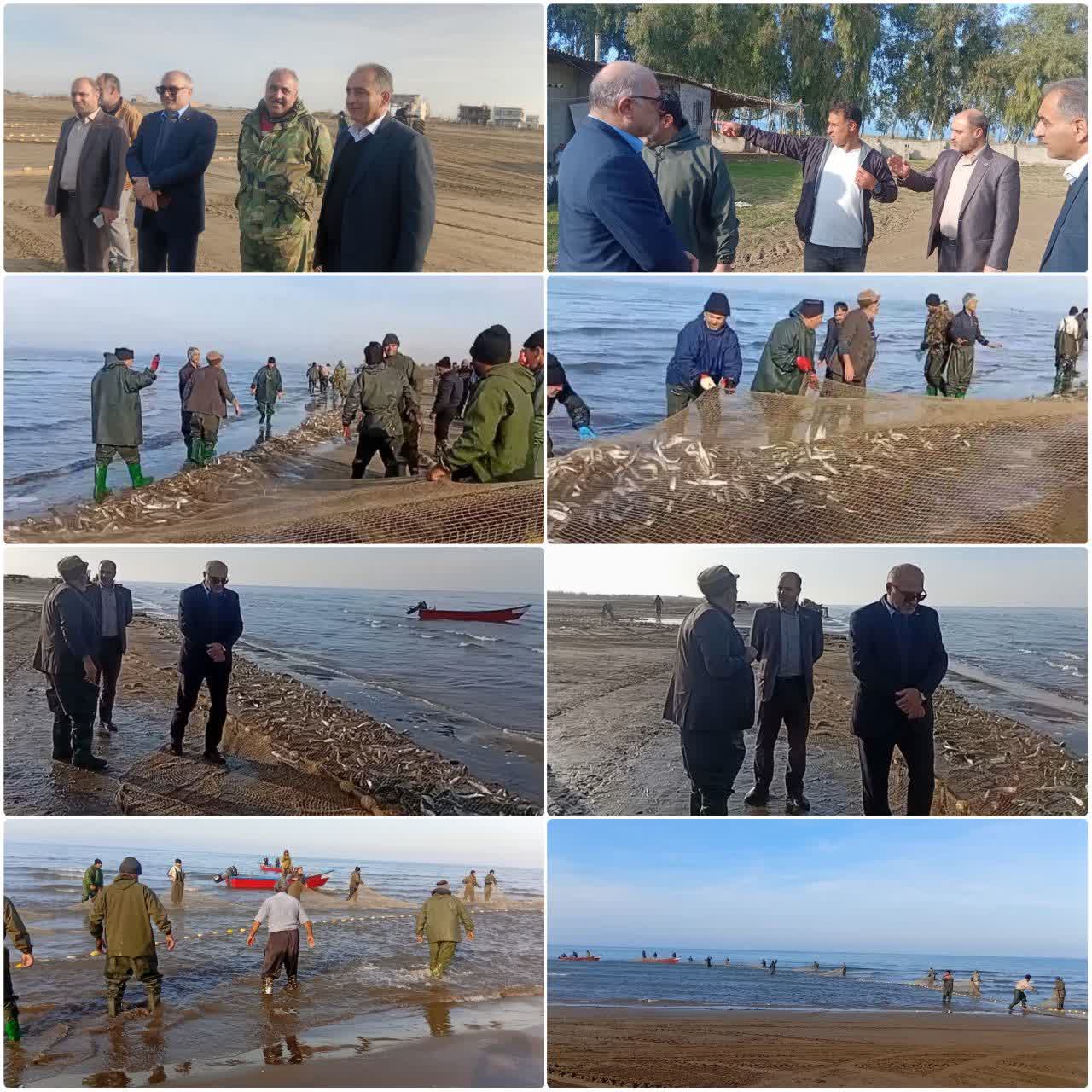 روند صید ماهیان استخوانی ساری از نزدیک مورد ارزیابی مسئولان شیلات