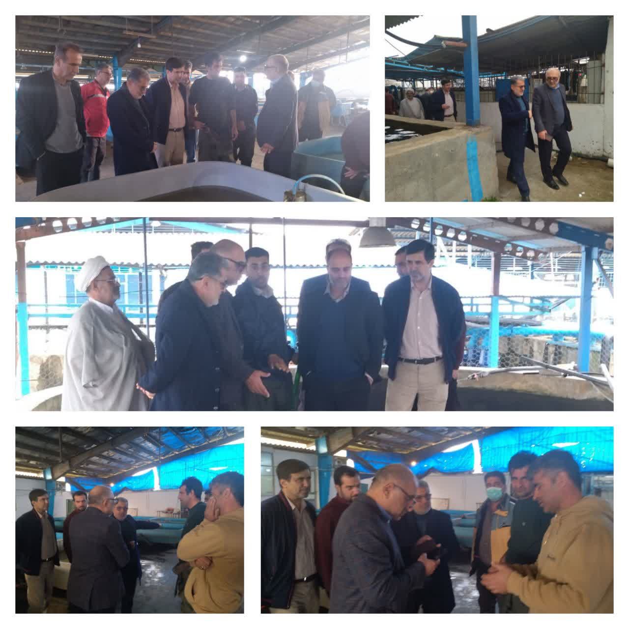 تلاش شیلات مازندران برای امنیت غذایی و صادرات؛ بازدید مدیرکل از روند تکثیر ماهیان خاویاری ساری"