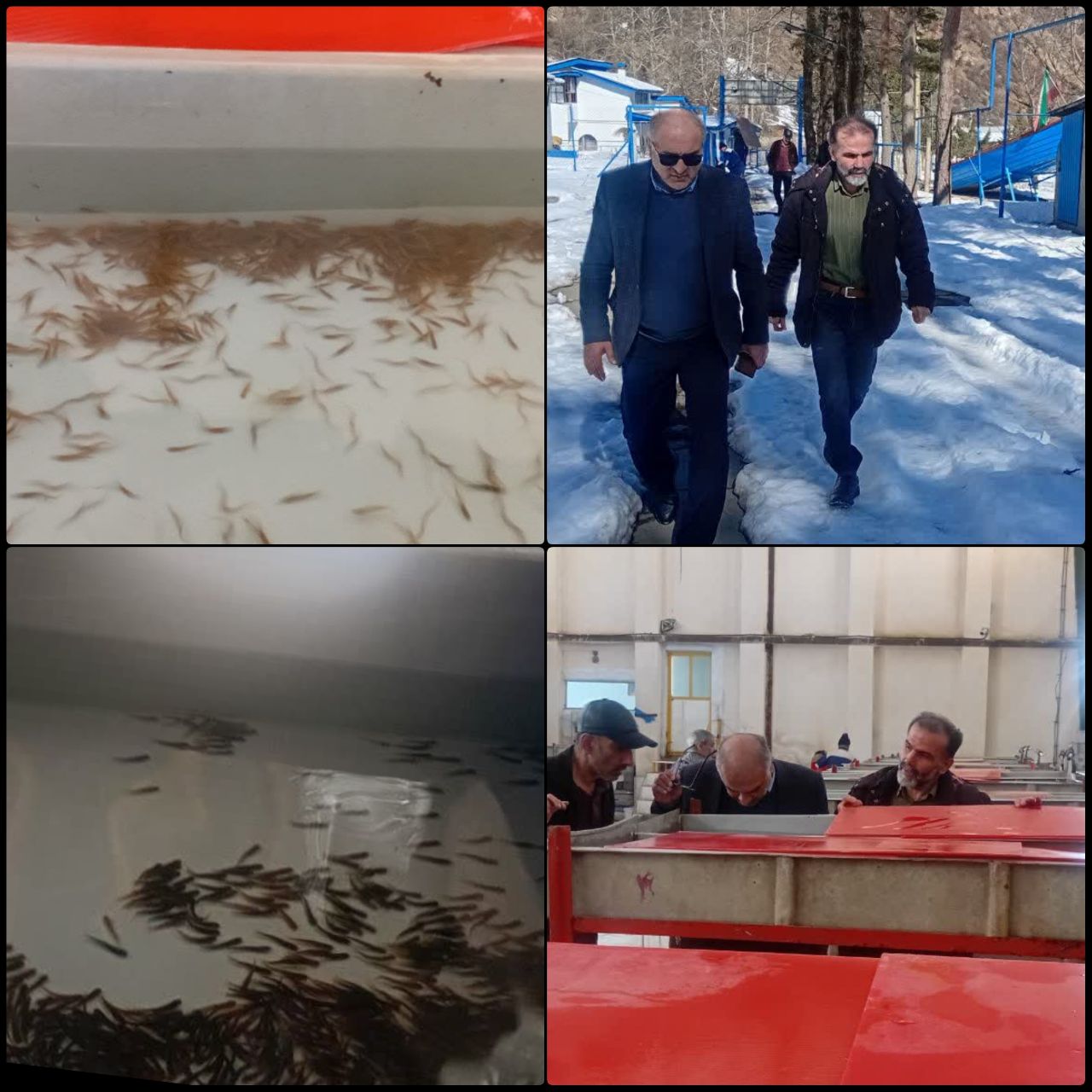 پایش روند تکثیر ماهی آزاد در مرکز شهید باهنر کلاردشت