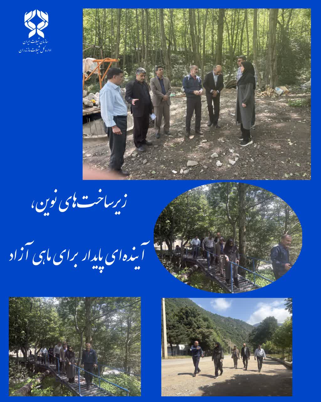 مولدسازی ماهی آزاد؛ گام راهبردی شیلات مازندران در احیای سرمایه‌های زیستی کشور