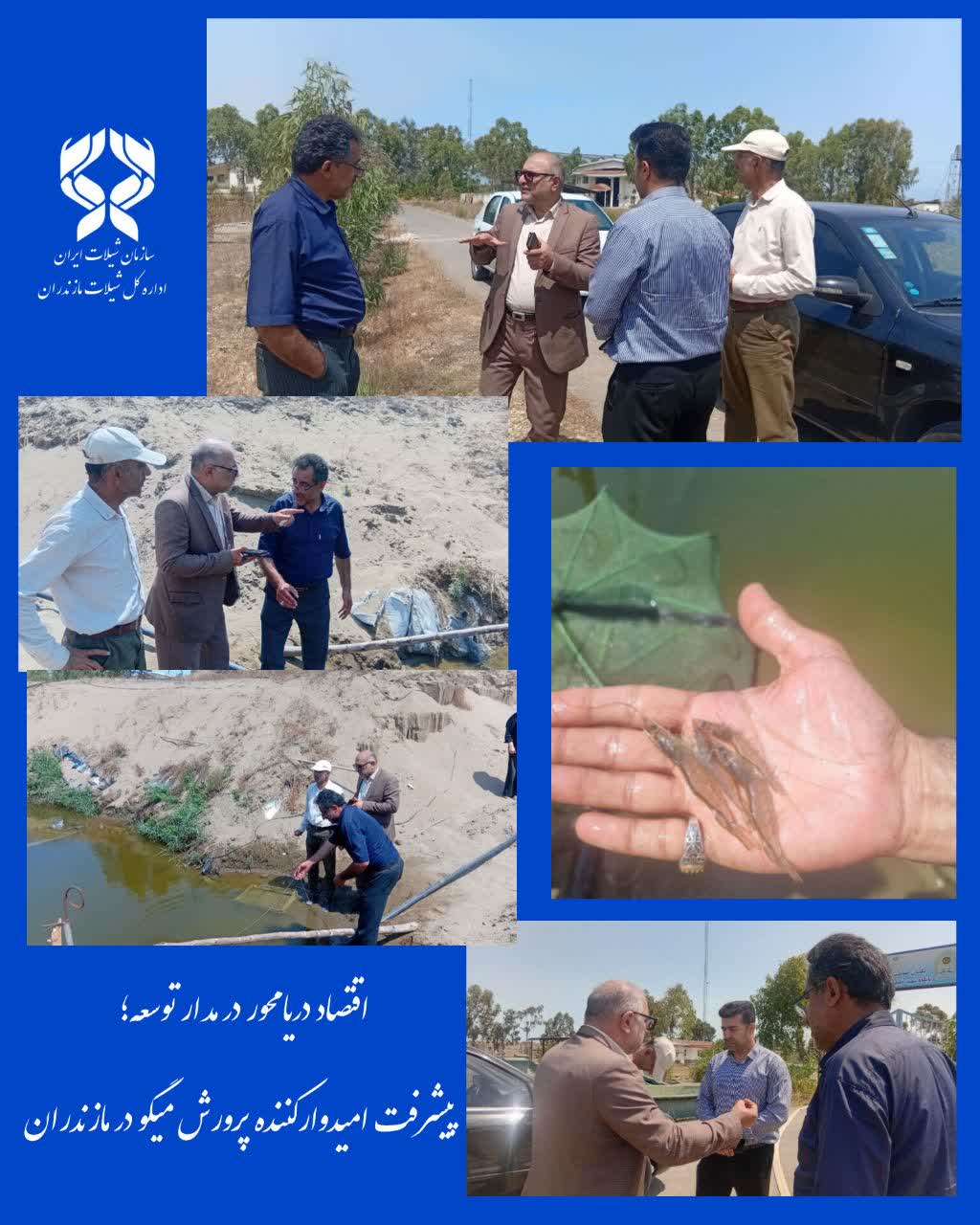 شیلات مازندران با نگاهی نو به آبزیپروری؛ پرورش میگو در مسیر توسعه