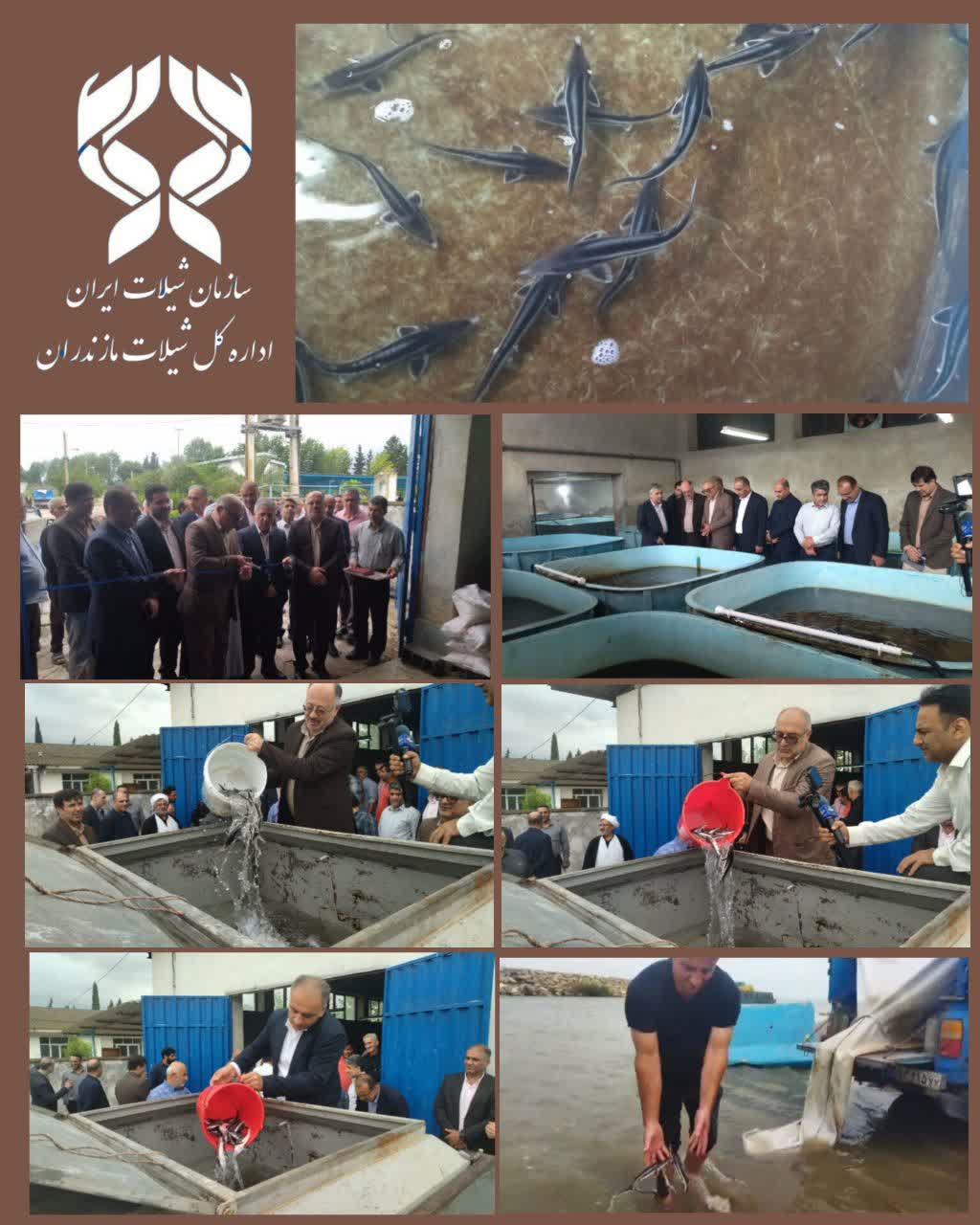 همدلی دولت و صیادان؛ آیندهای پایدار برای ماهیان خاویاری دریای خزر