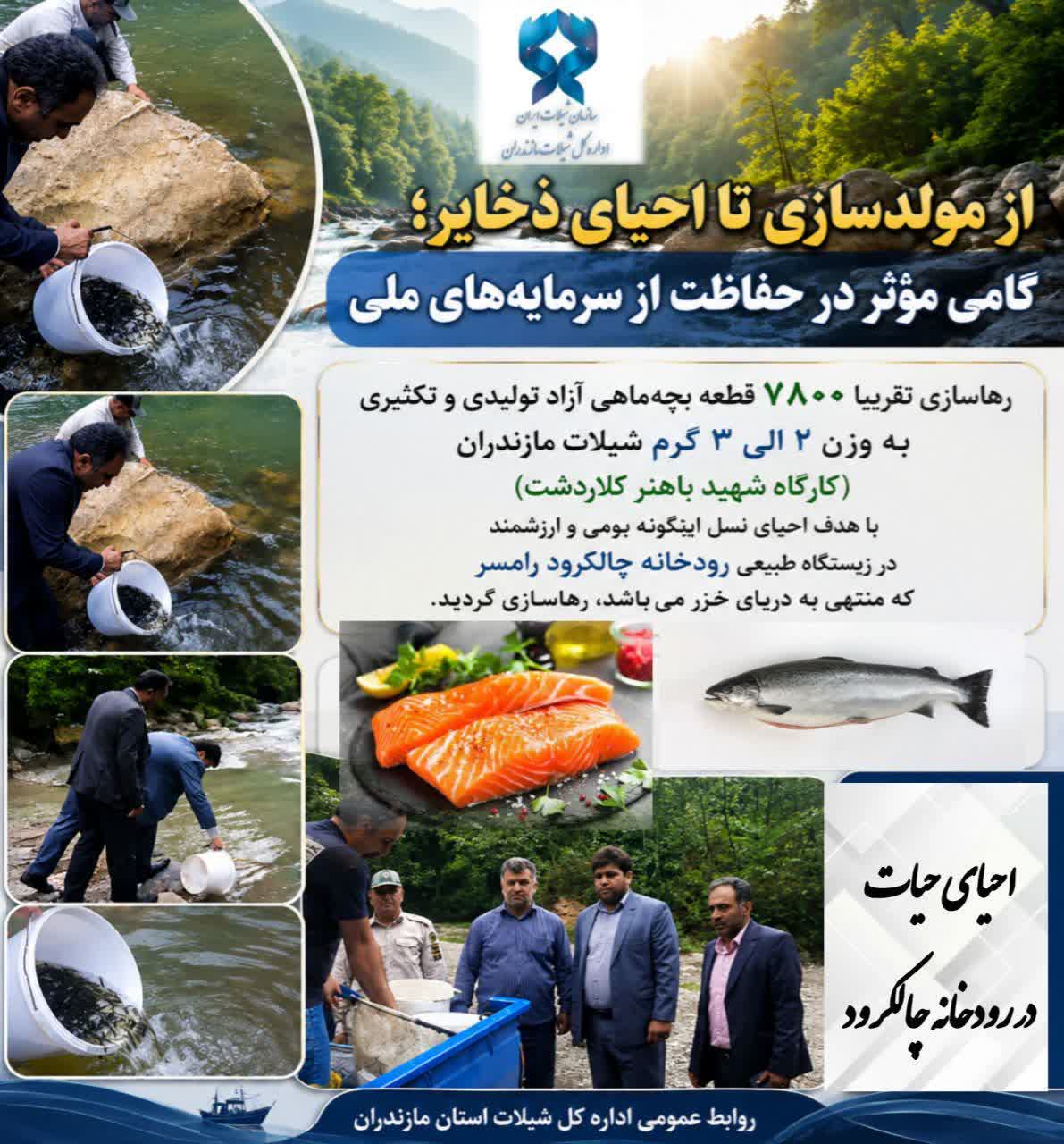 ◀️ از تکثیر تا رهاسازی؛ تداوم برنامههای شیلات مازندران برای بازسازی ذخایر