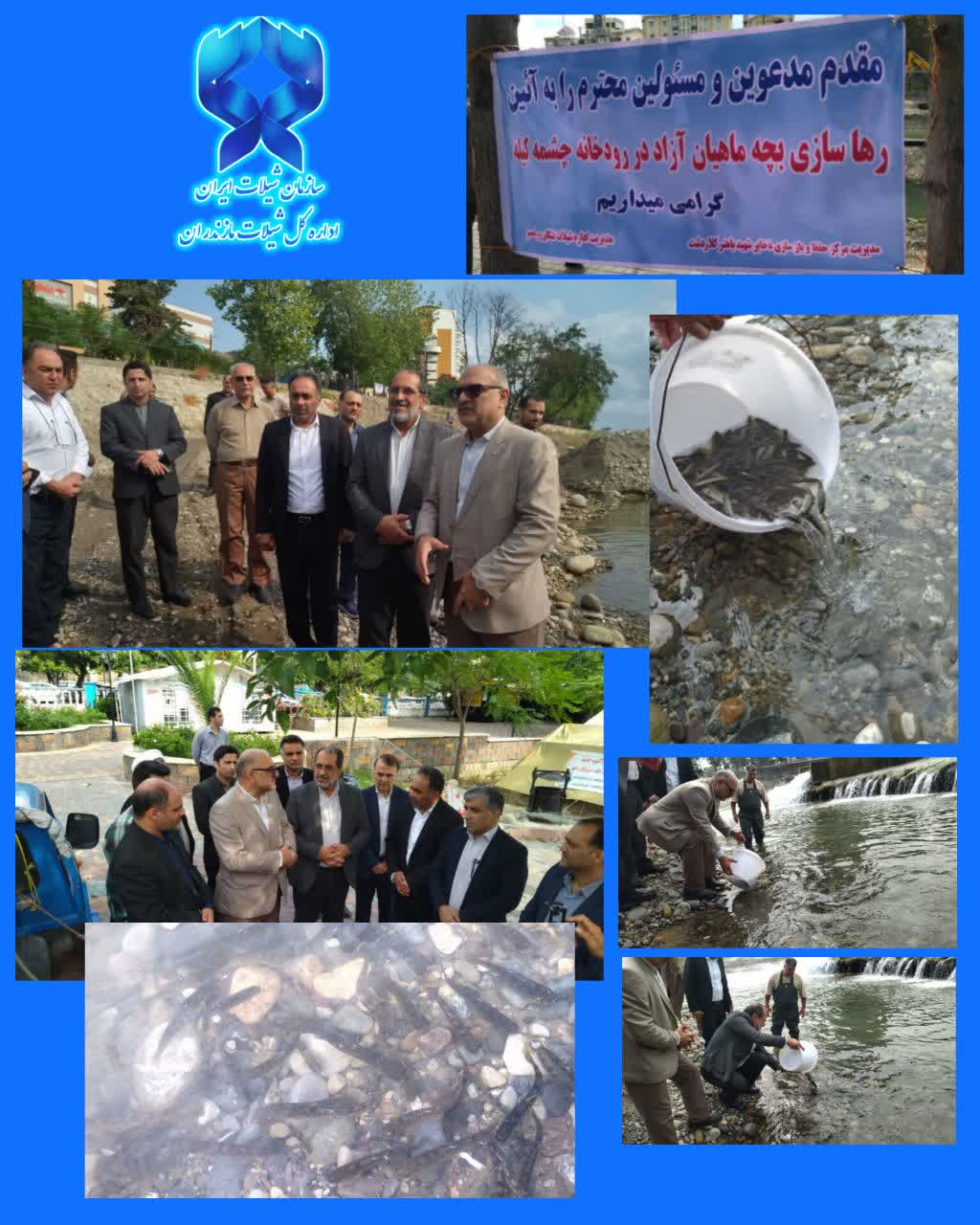 از کلاردشت تا چشمه‌کیله؛ تداوم نهضت بازسازی ذخایر ماهیان آزاد مازندران